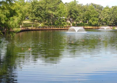 Ducks paddling on a pond
