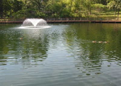 Ducks paddling on a pond