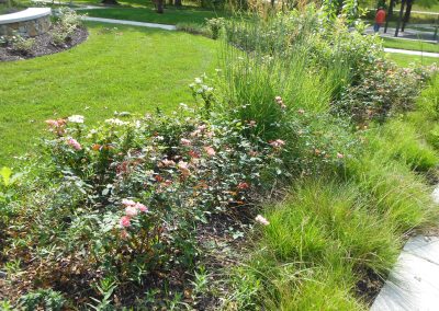 Rose Garden at Antioch Park